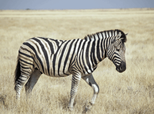 zebra striped table