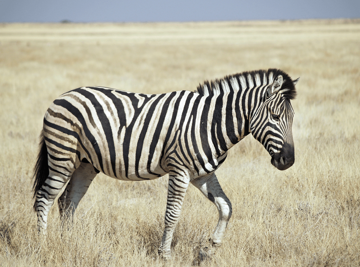 zebra striped table